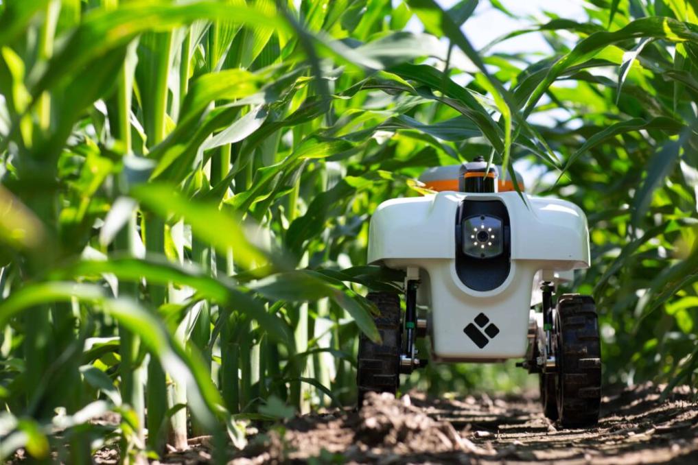 AI and the Future of Food Security: Addressing Global Challenges